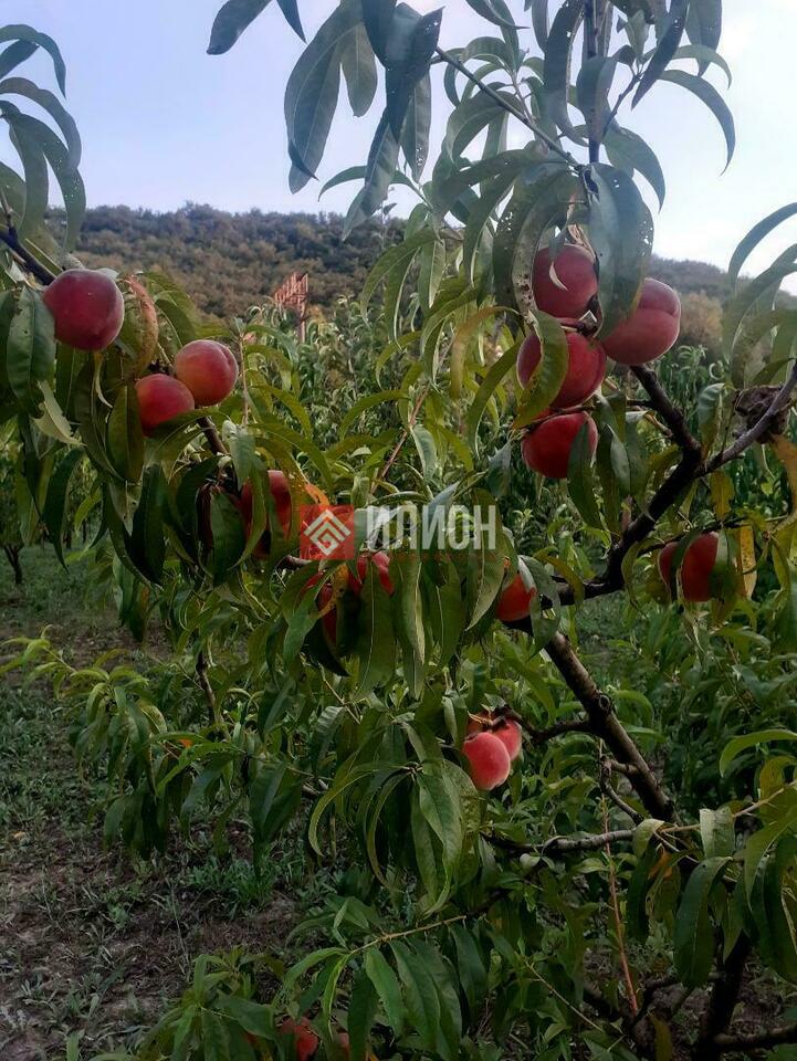 Участок на продажу в СТсадоводческое товарищество Чайка-3 ( Чайка-3), улица Нахимова фото №0